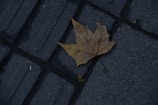 A dried maple leaf rests on a textured, dark gray pavement composed of rectangular slabs.