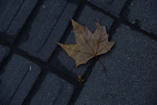 A dried maple leaf rests on a textured, dark gray pavement composed of rectangular slabs.