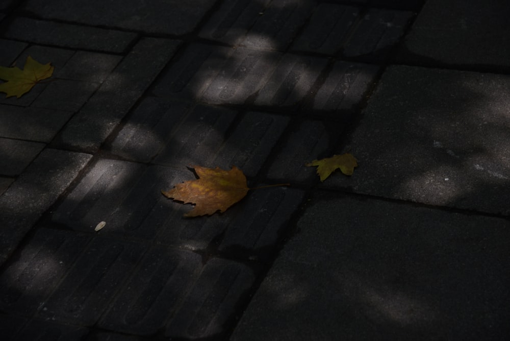 brown dried leaf