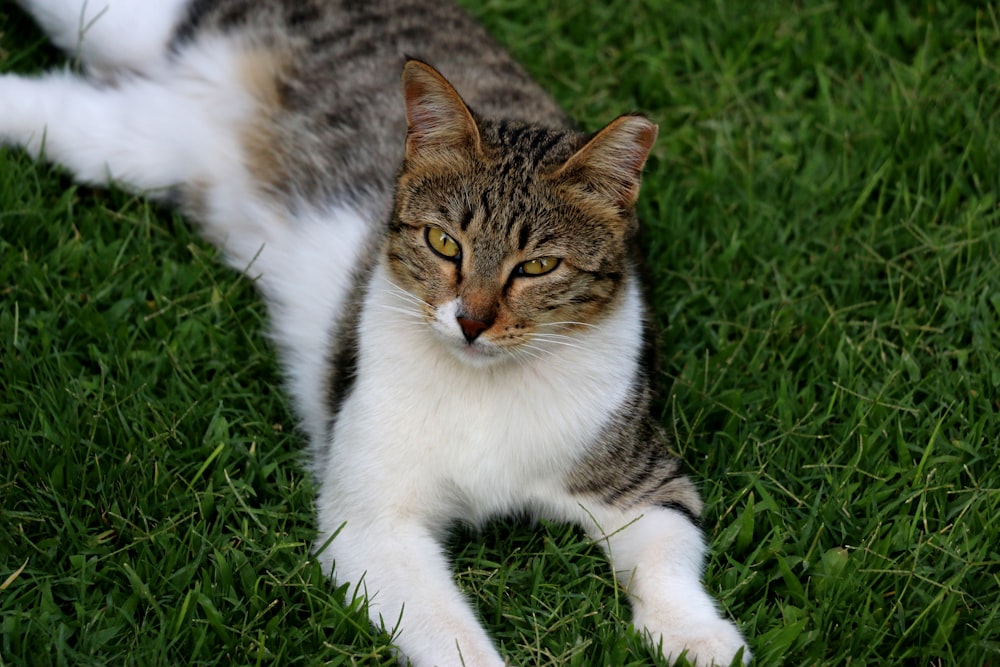 long-fur white and gray cat