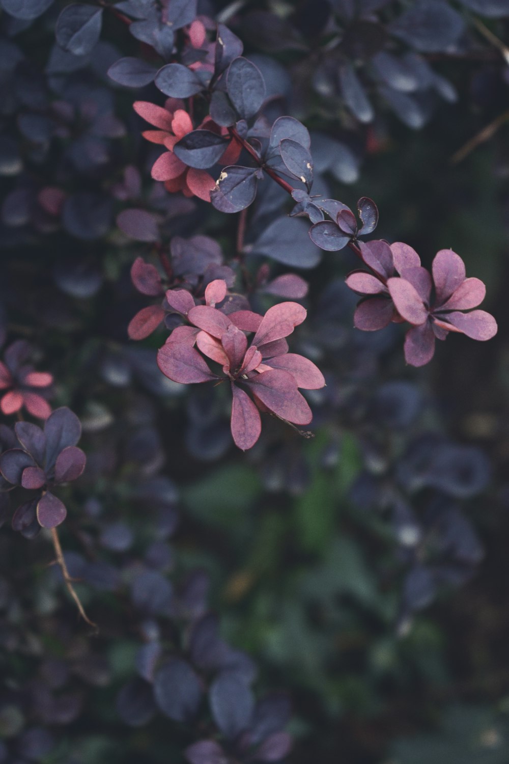 maroon and Greenbush plant