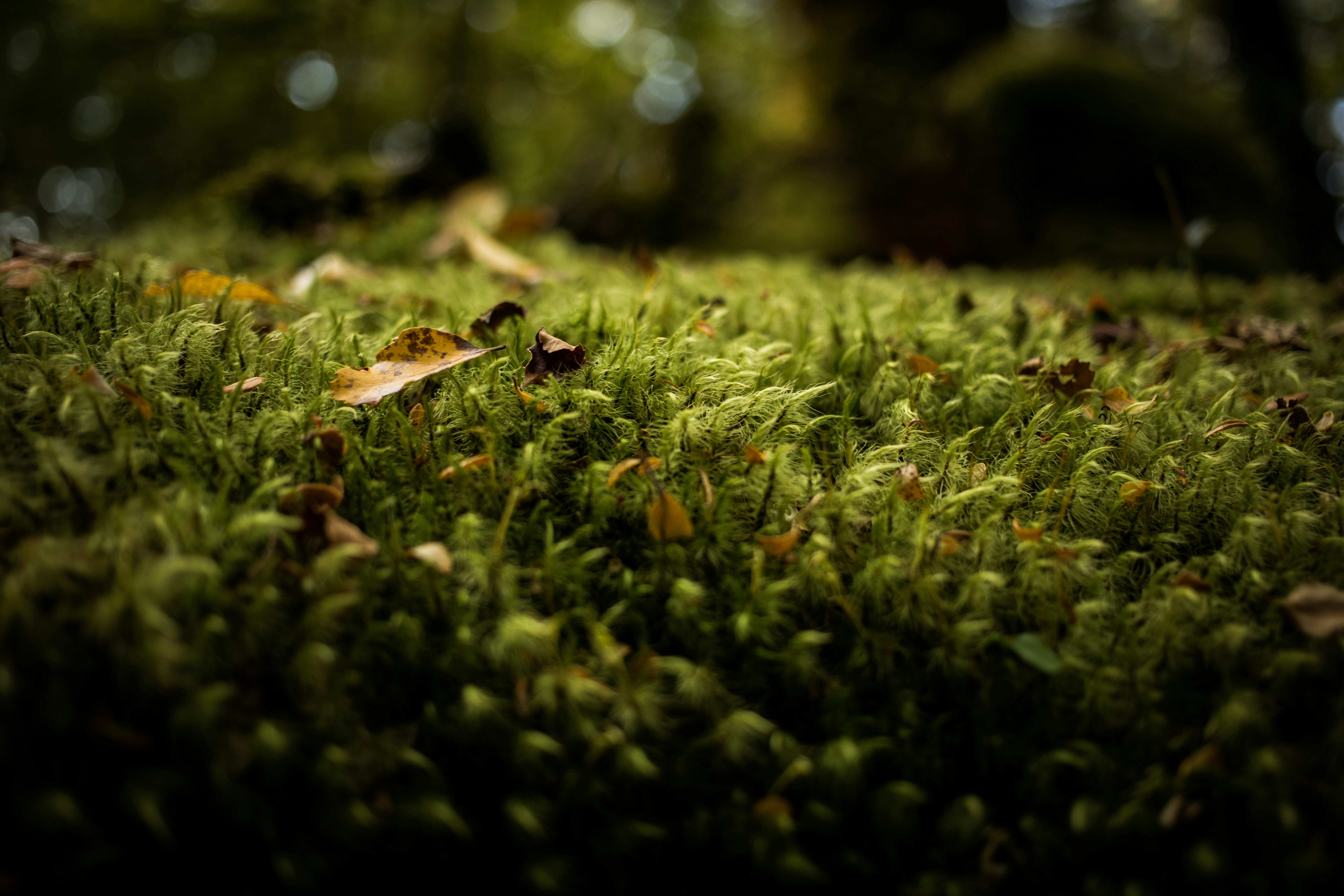 Fotografía macro de hierba verde