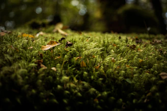 A vibrant perch resting on a bed of moss with the Swedish wilderness softly blurred behind.