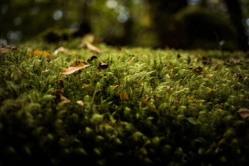 A vibrant perch resting on a bed of moss with the Swedish wilderness softly blurred behind.