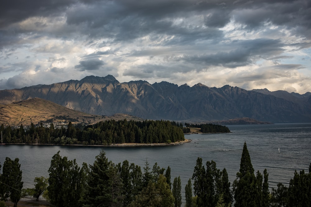 green pine trees