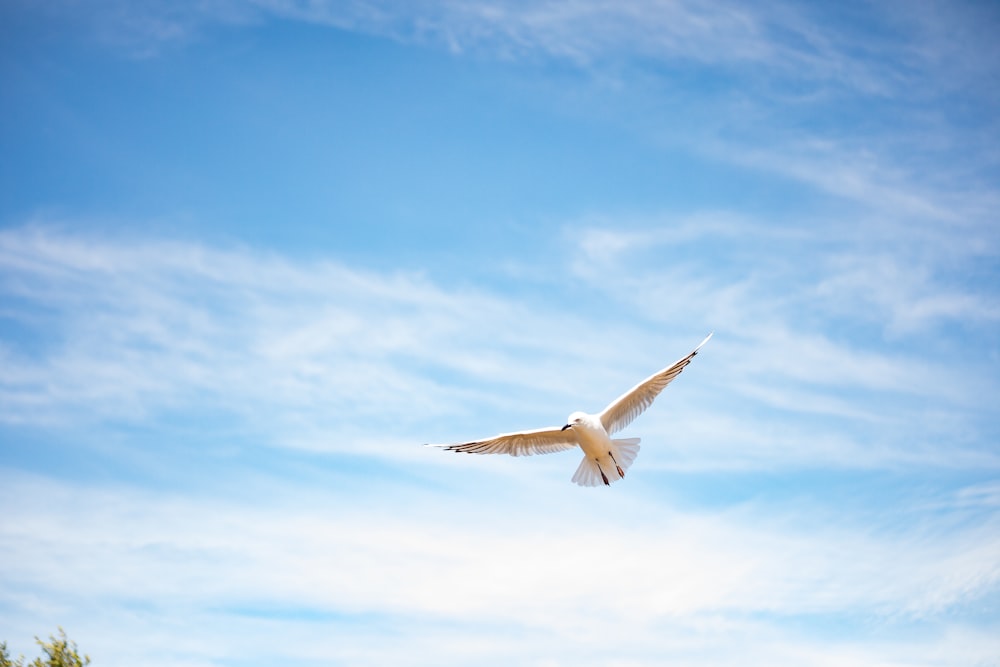 white coated bird midair
