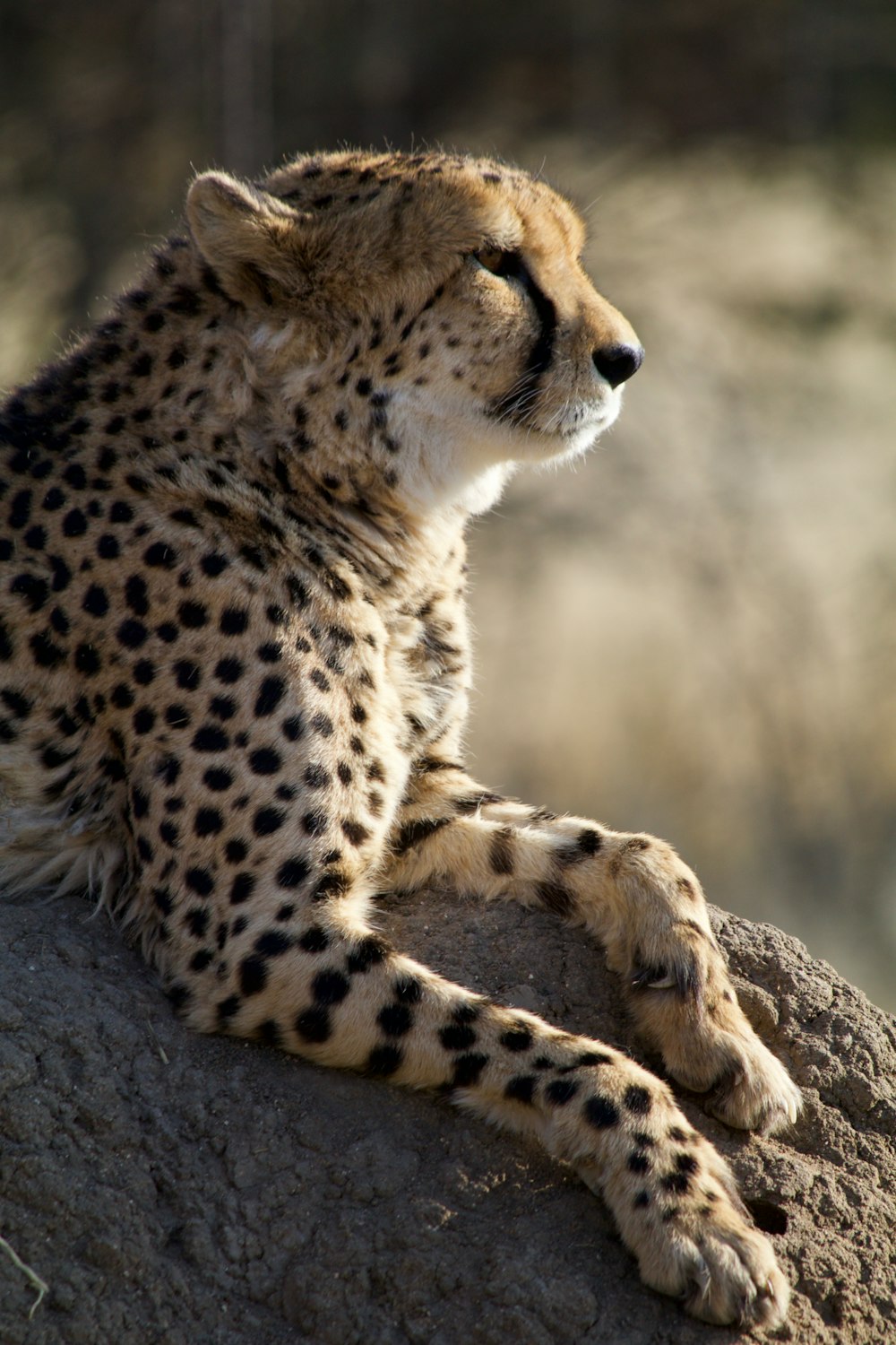brown cheetah on rock