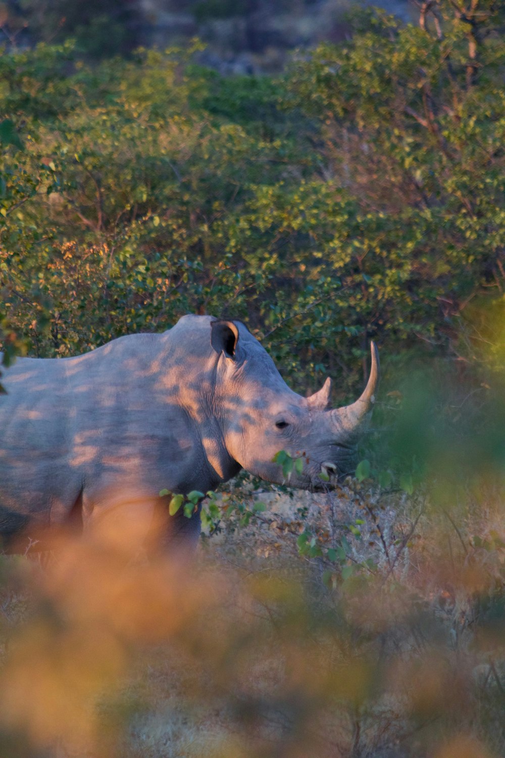 wildlife photography of gray rhino