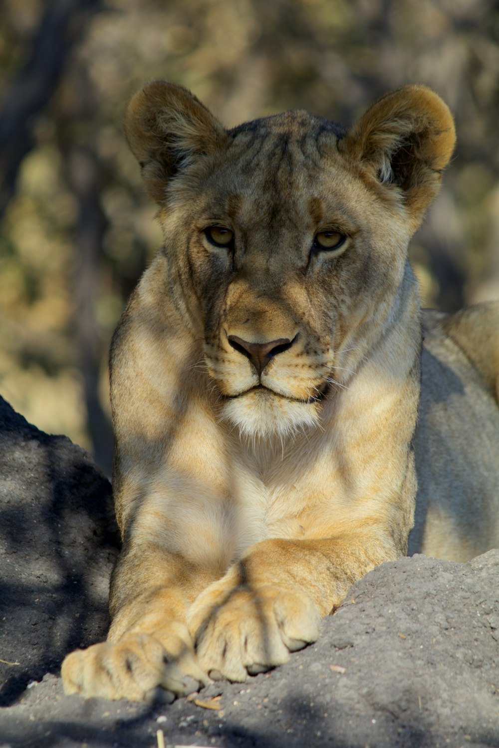 portrait of tigress