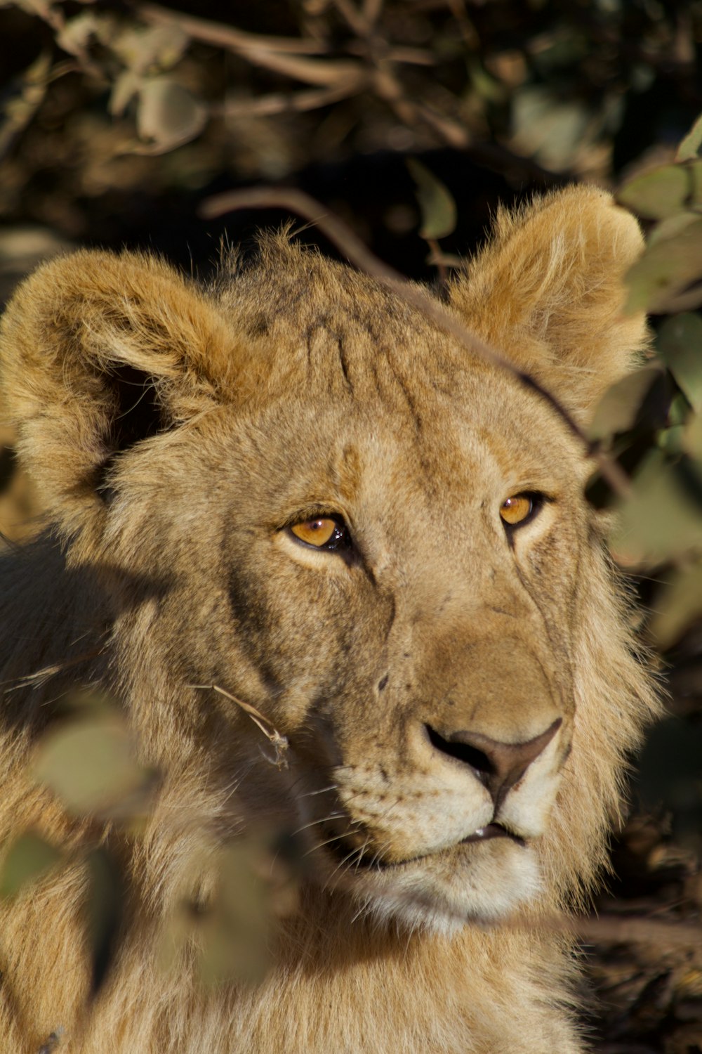 closeup photography of brown tiger