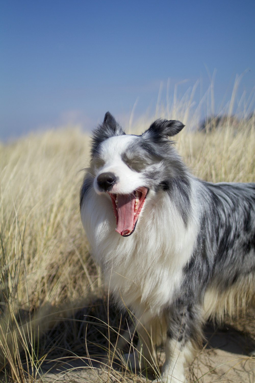 long-coated white and gray dog