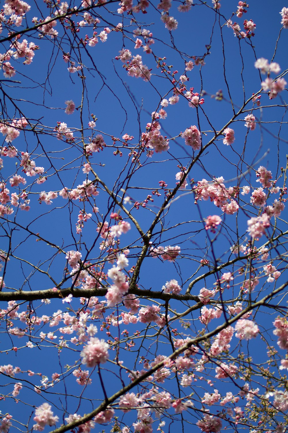 pink cherry blossom flowers during daytime