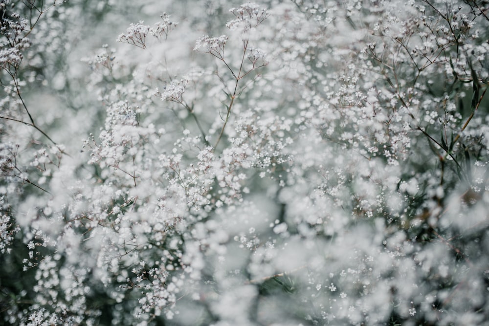 paysage de fleurs blanches