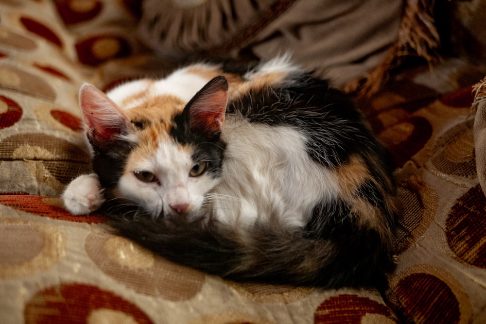 orange, white, and black calico cat