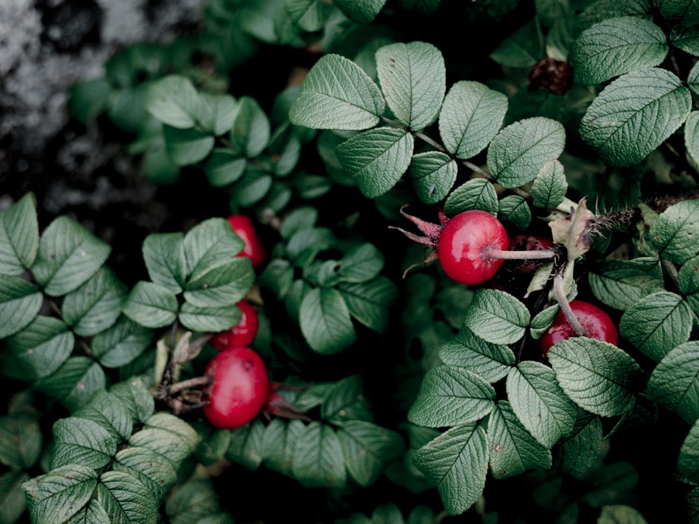 red fruits