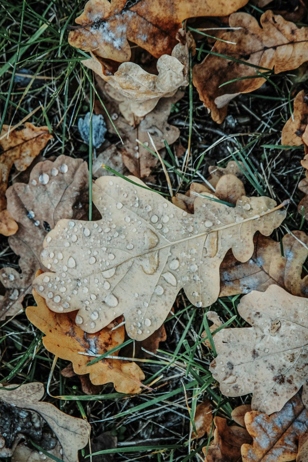 wet brown leaves on green grass