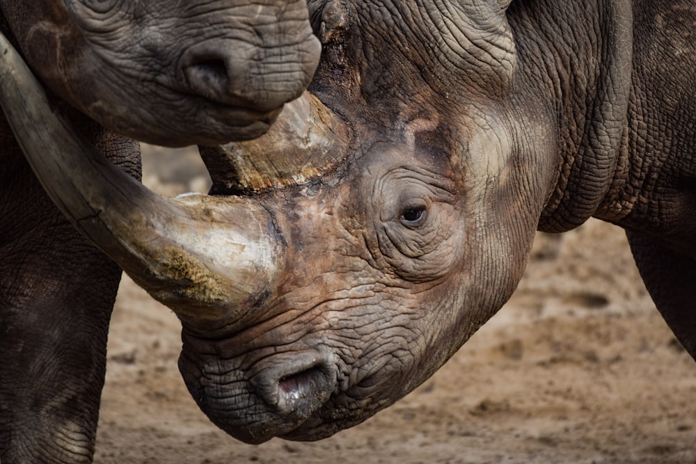 two brown rhinoceroses