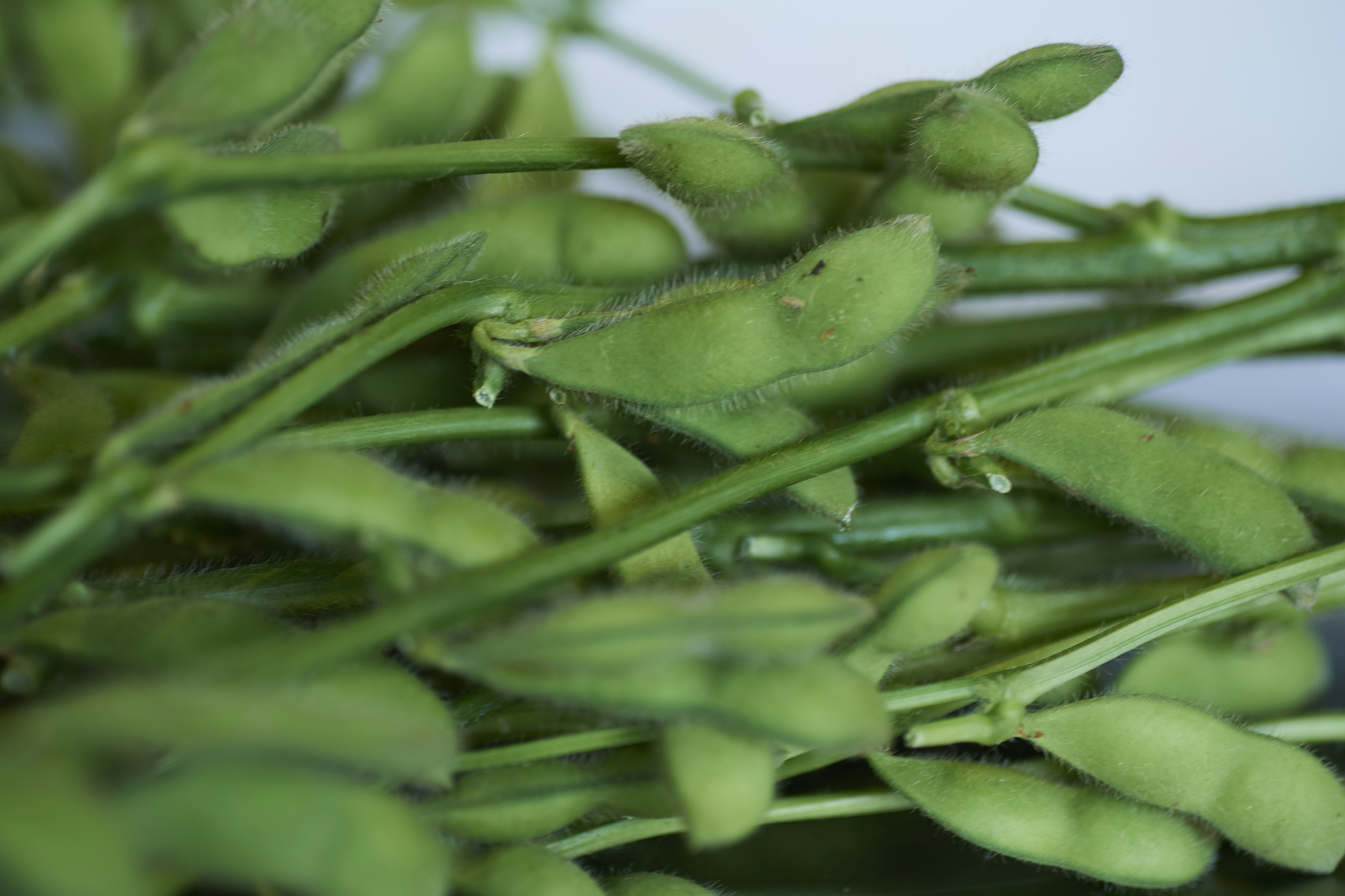 Premium fresh edamame pods with bright green color on clean white background, professional product photography, soft studio lighting
