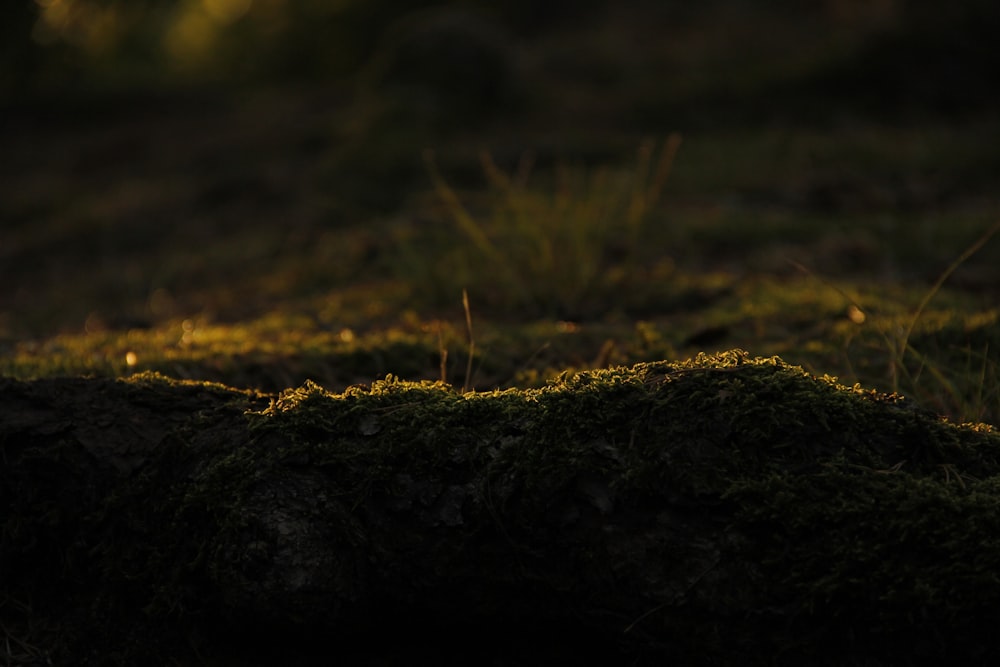 a bird is sitting on a mossy log