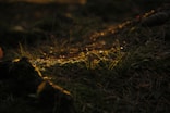 green grass
