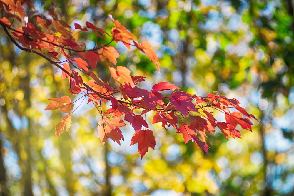 cluster of red leaves