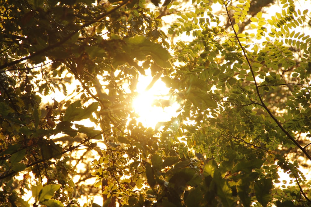 green leafed trees