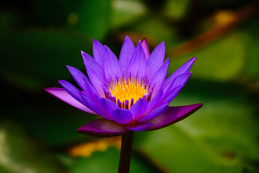 shallow focus photo of blue flower