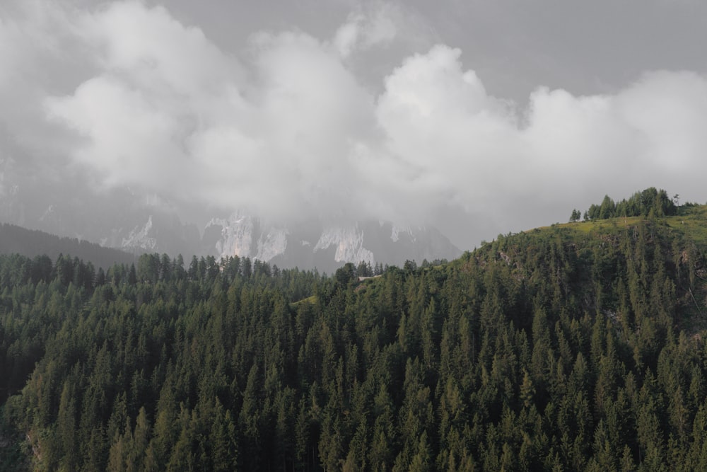 aerial photo of green trees under cloudy sky