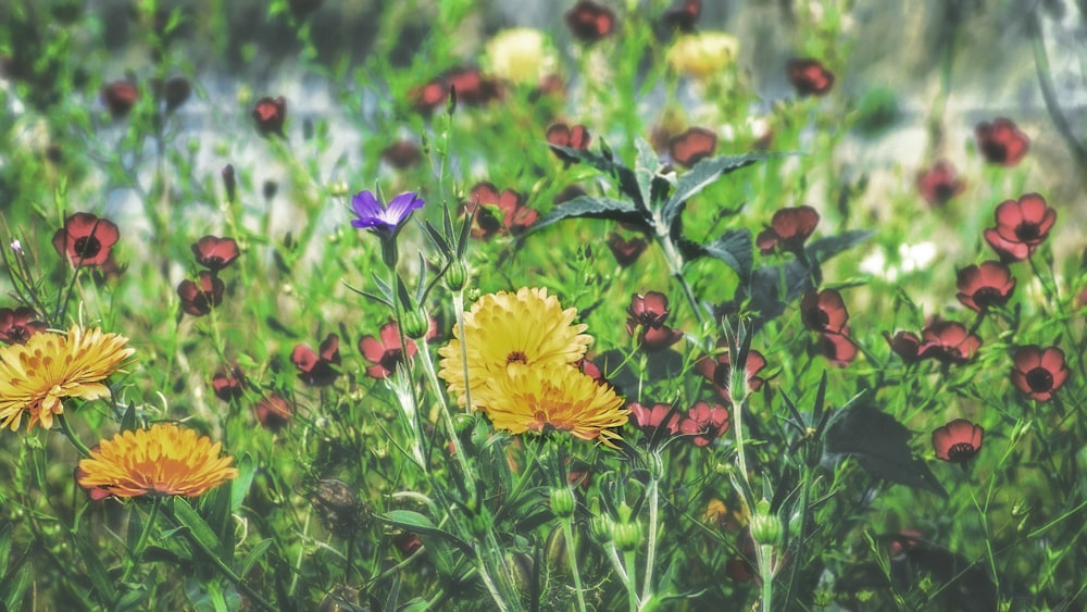 yellow and red petaled flower lot