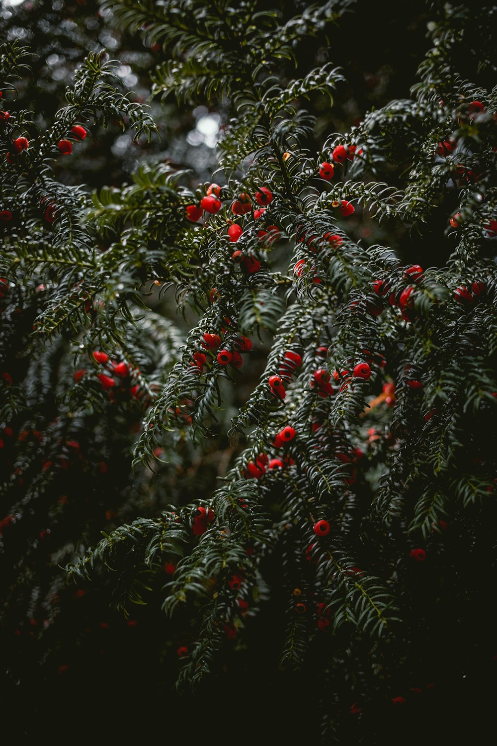 small red fruits