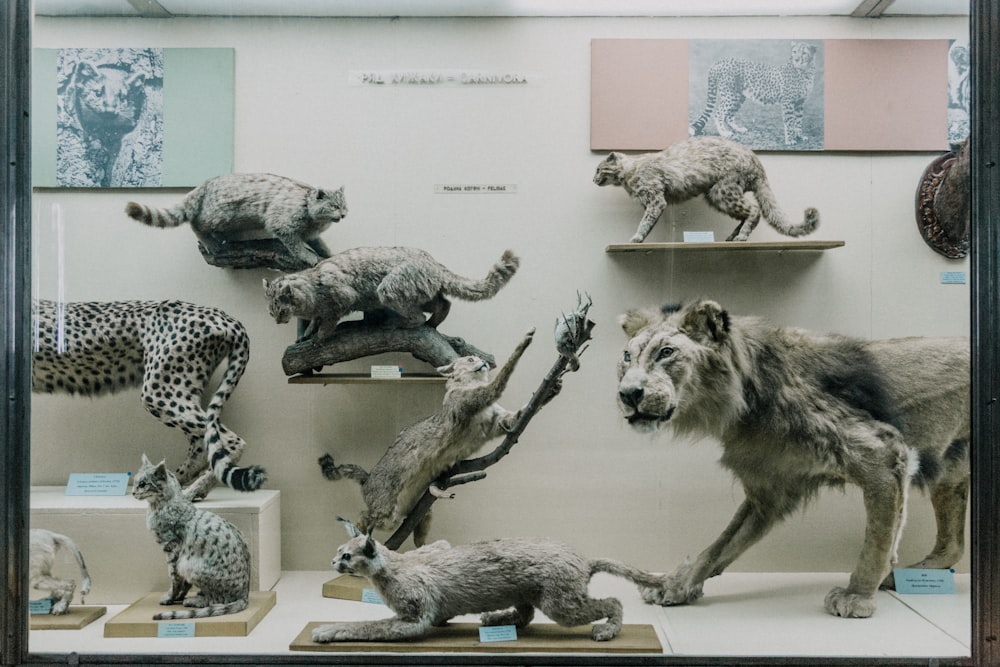 assorted animal taxidermy