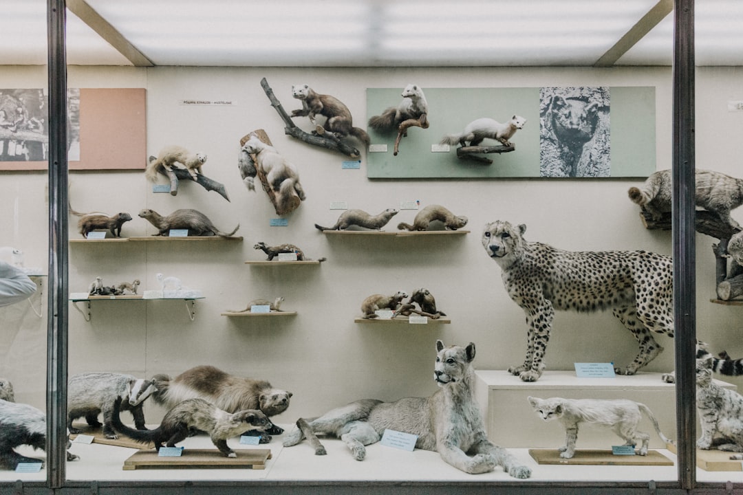 assorted animals taxidermy collection