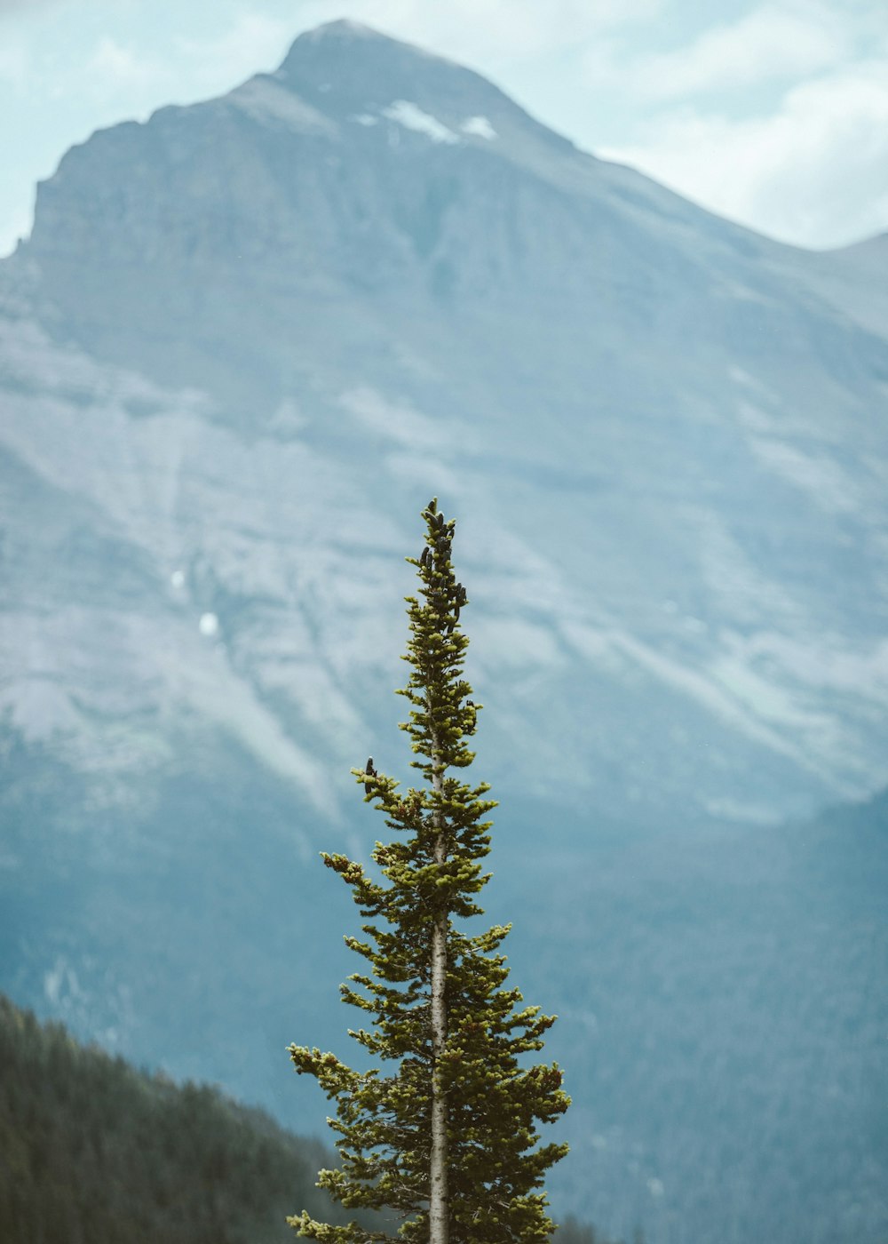 arbre vert