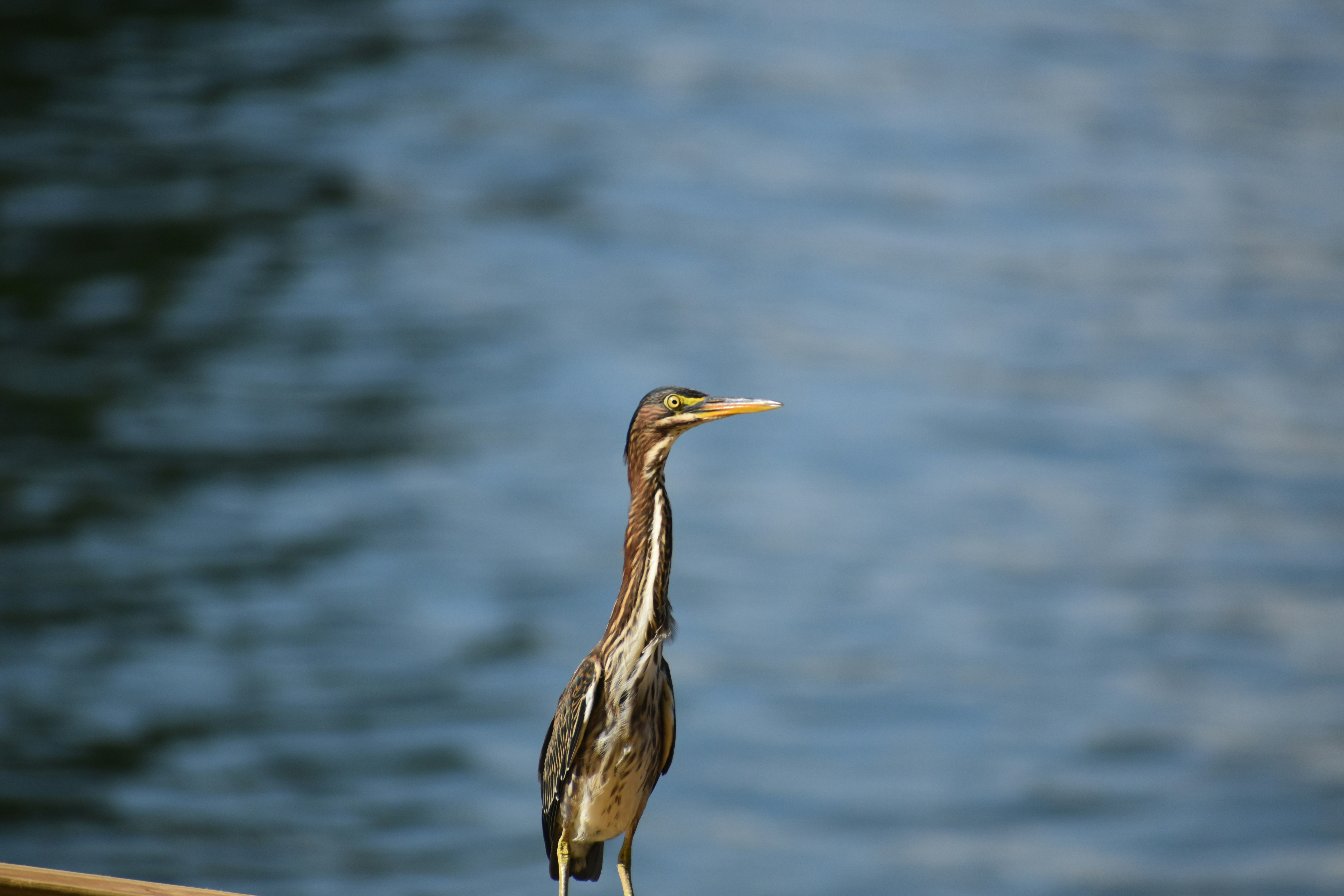 Photo by graysonsmith_photography