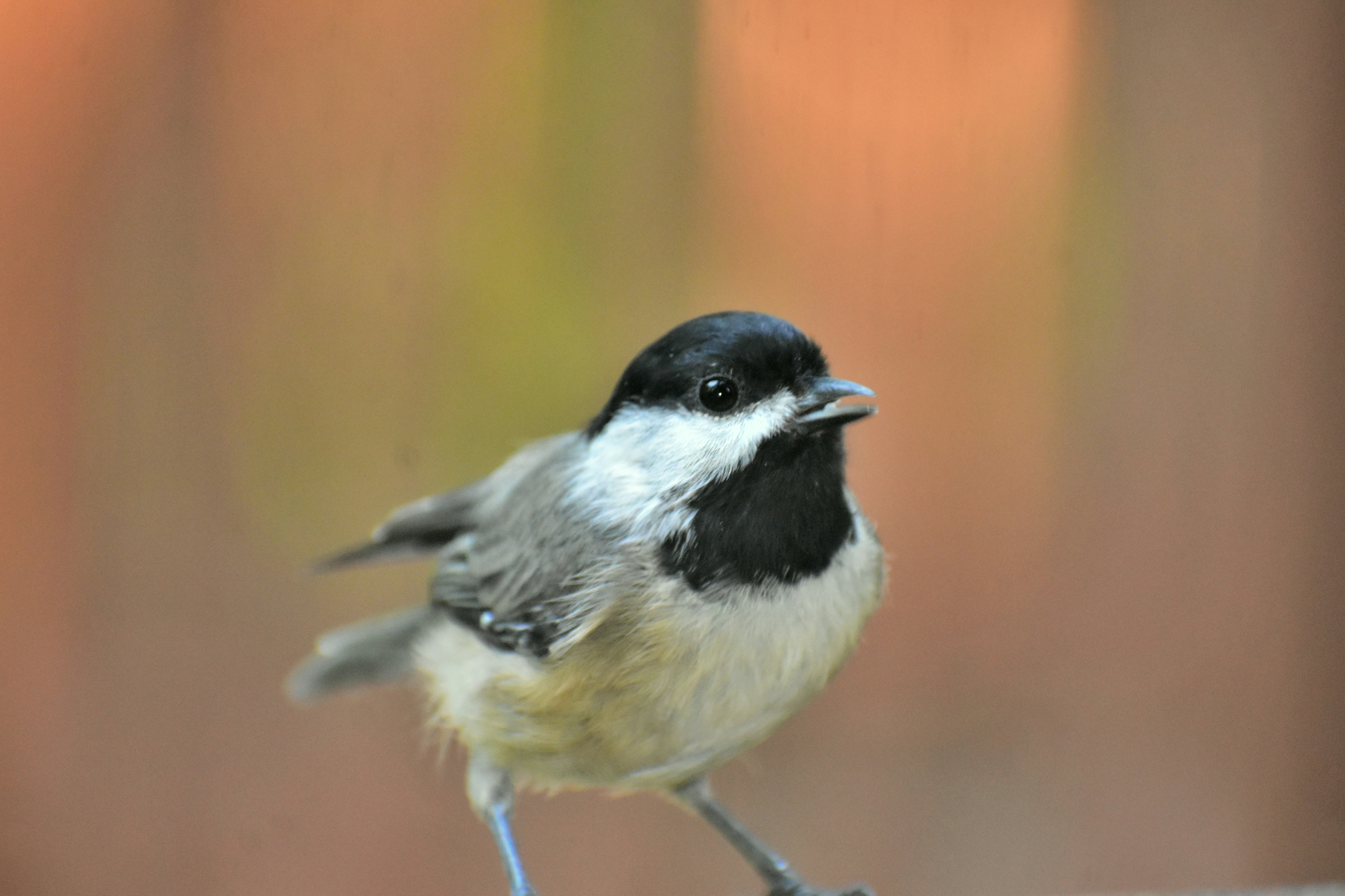 Photo by graysonsmith_photography