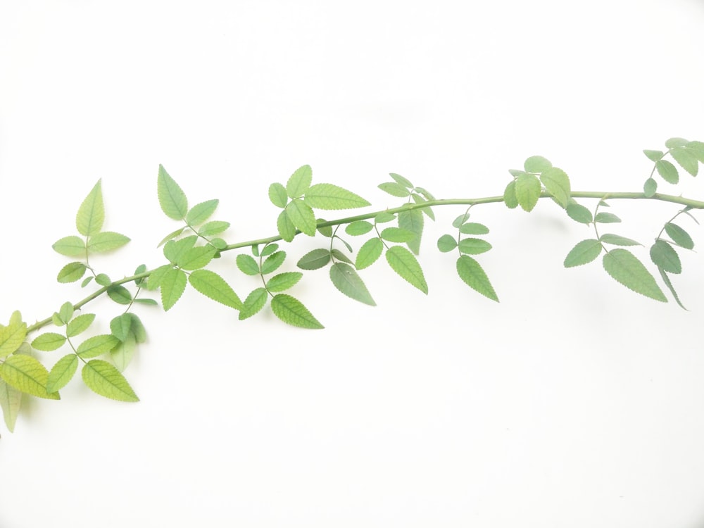 green leafed plant illustration