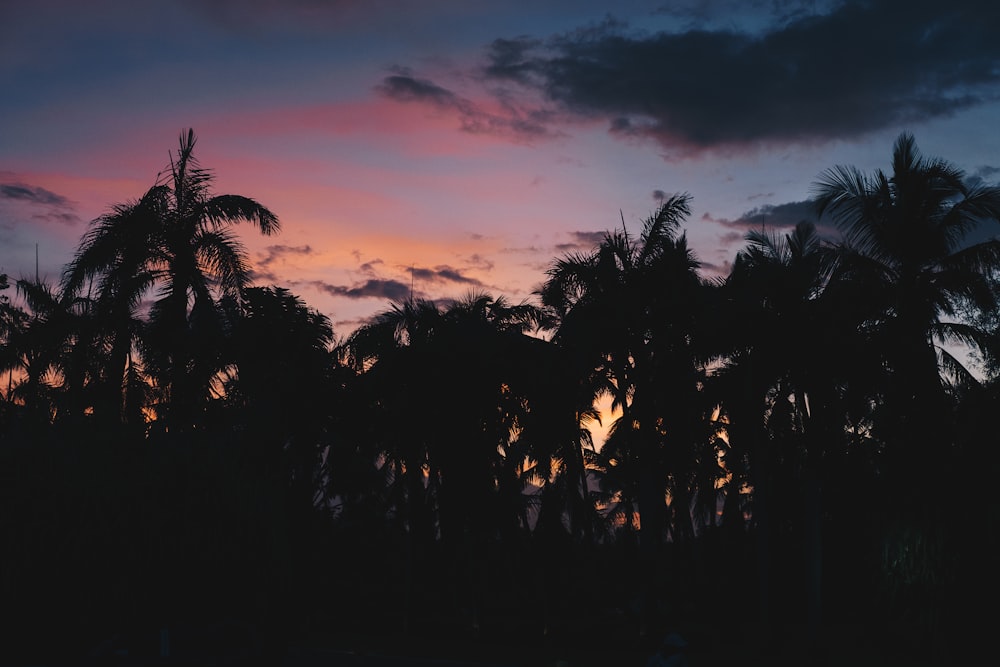 a sunset with palm trees and clouds in the background