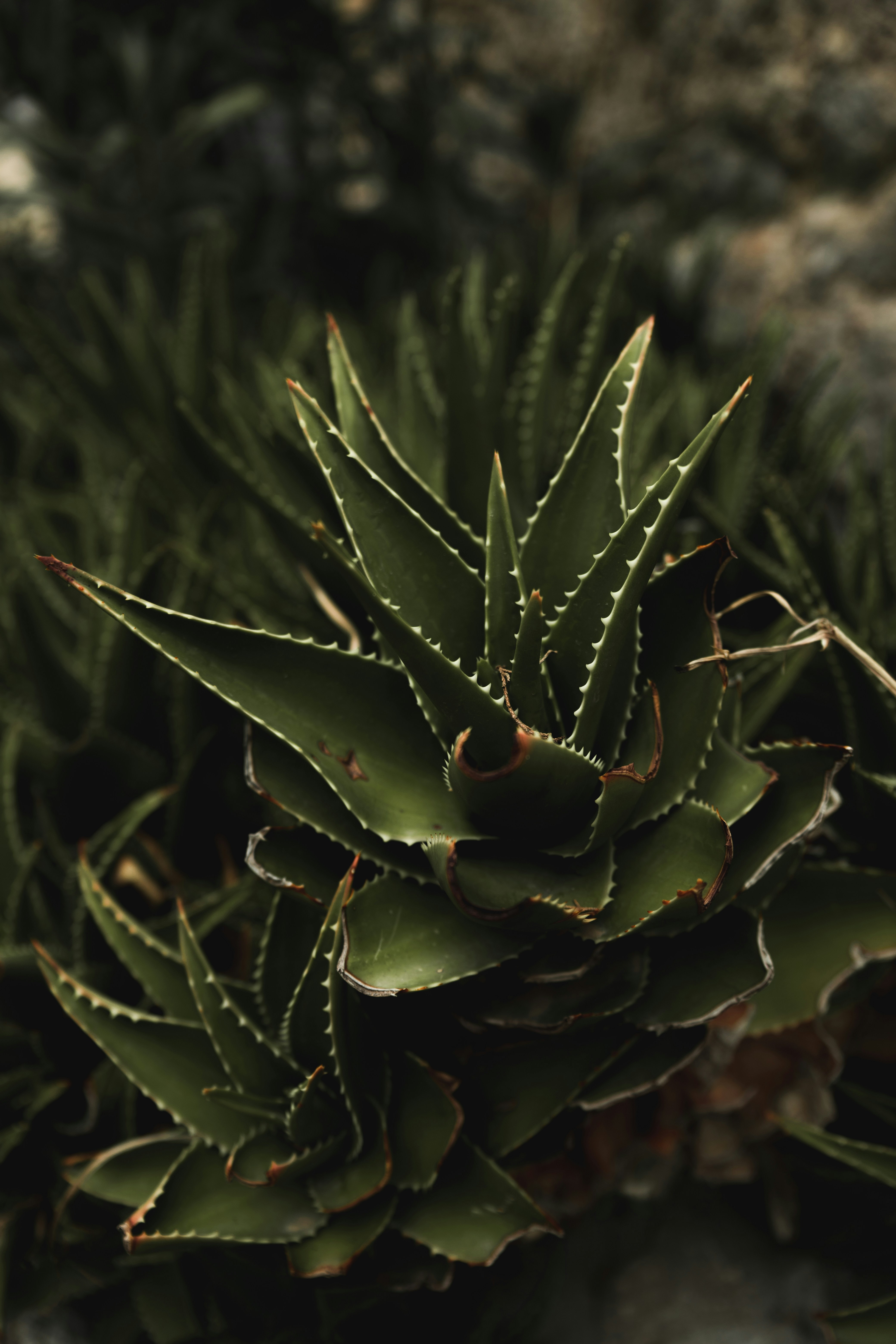 Photo by niclasmoser