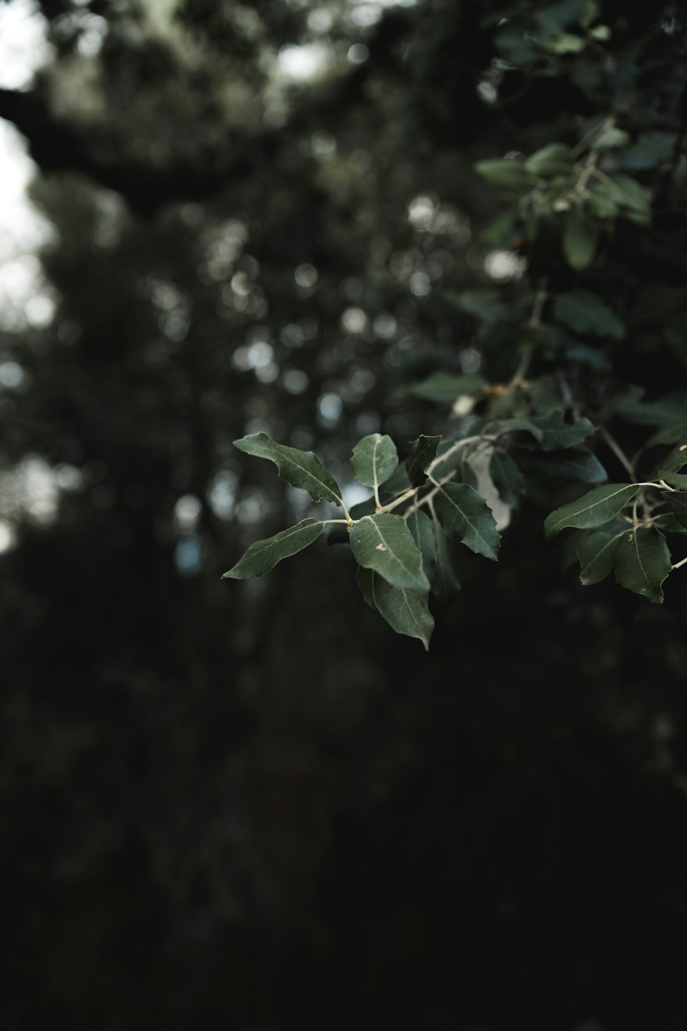 green leafed plant