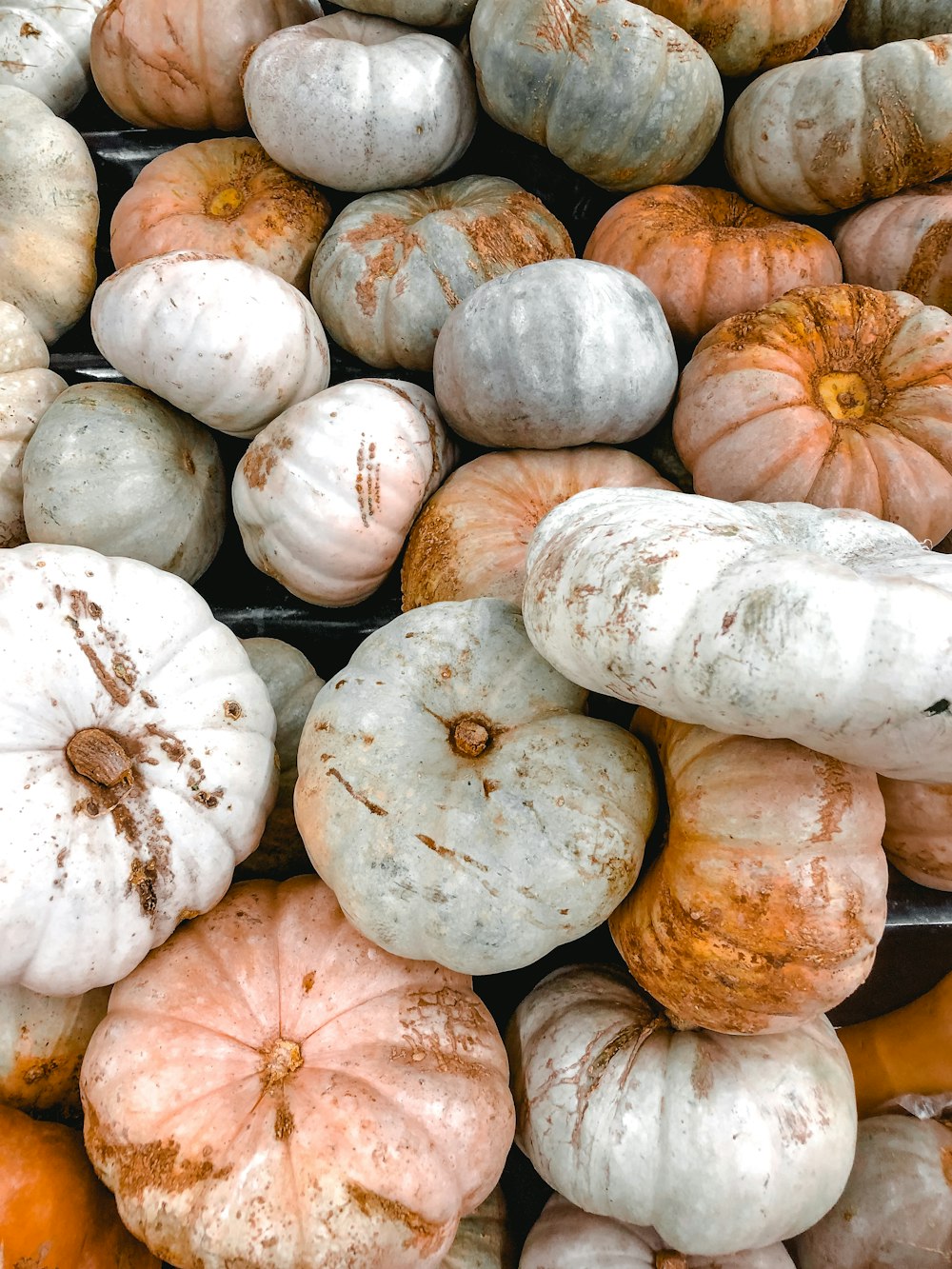 pile of squash vegetables