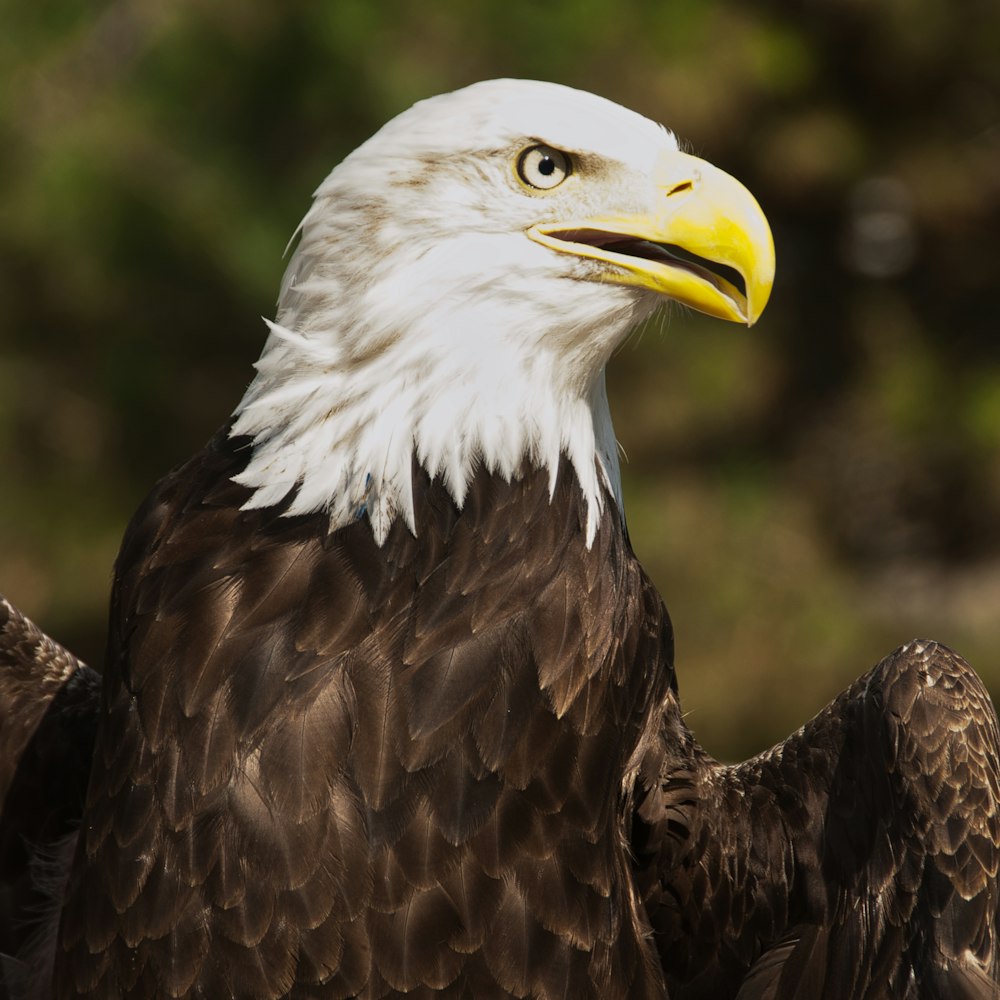 macro photography of bald eagle