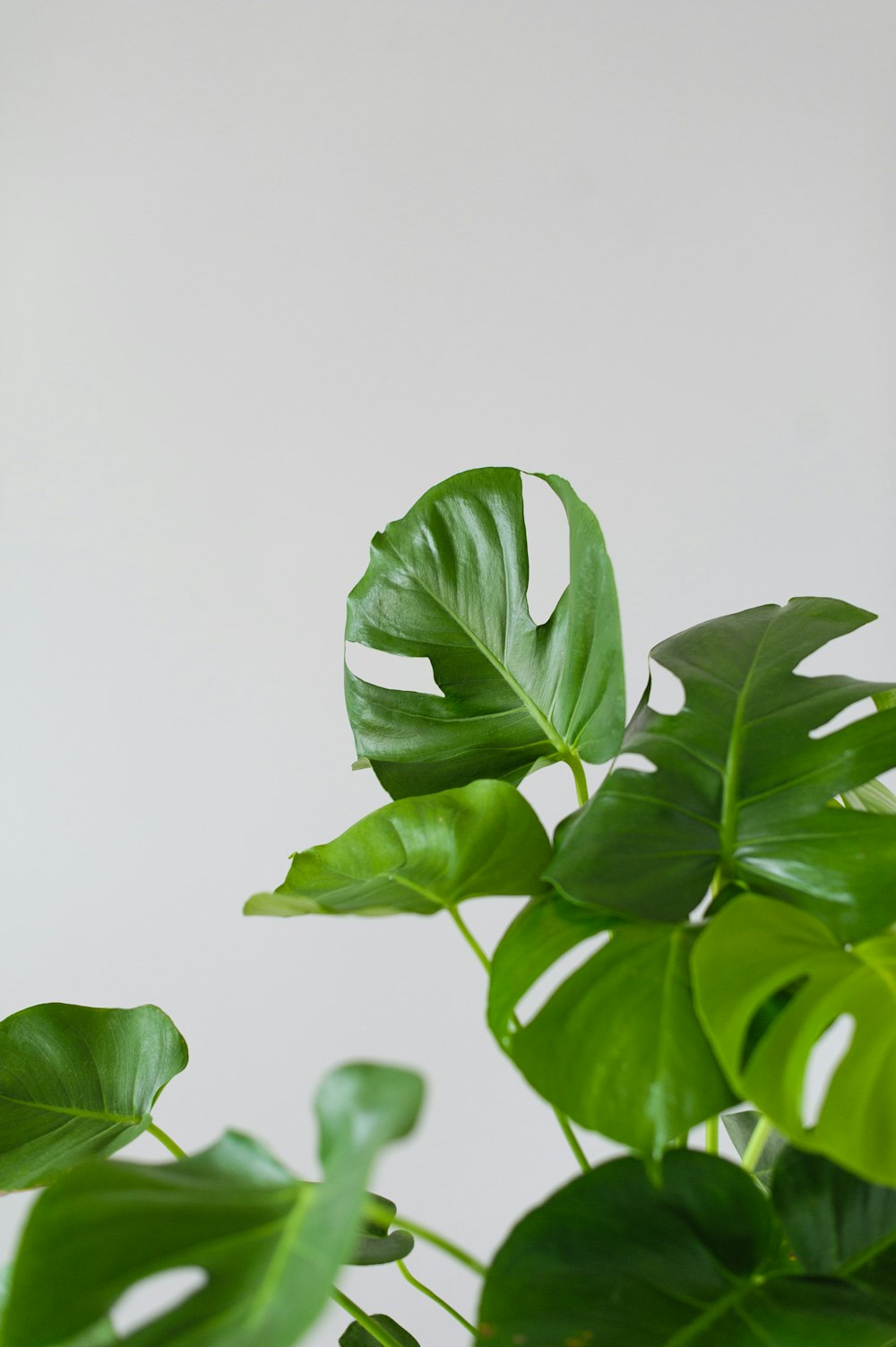 green-leafed plant