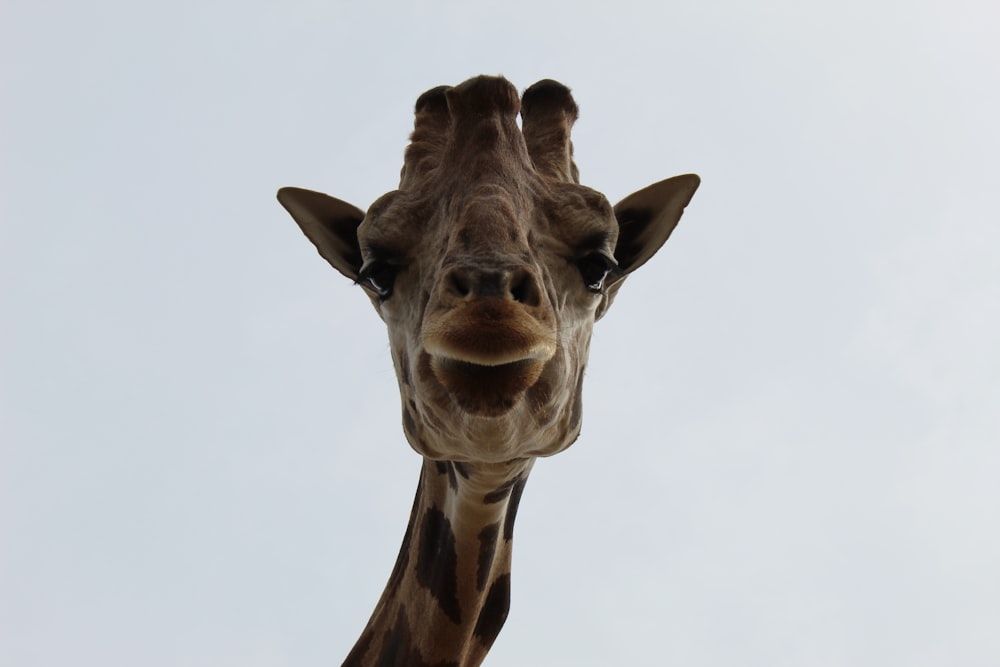 macro photography of giraffe animal