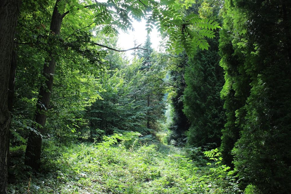 green leafed trees