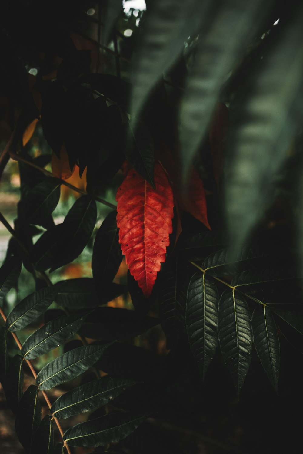 red and green leafs