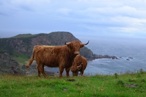 Two Highland cattle with long, shaggy coats stand on a grassy cliffside overlooking a rocky ocean coastline. The sky is overcast with shades of blue and gray, contrasting with the vibrant green of the grass.