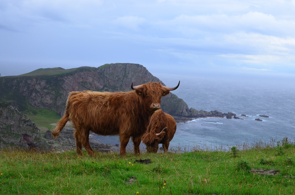緑の芝生の上に立っている子牛と茶色の牛