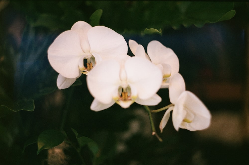 white orchid