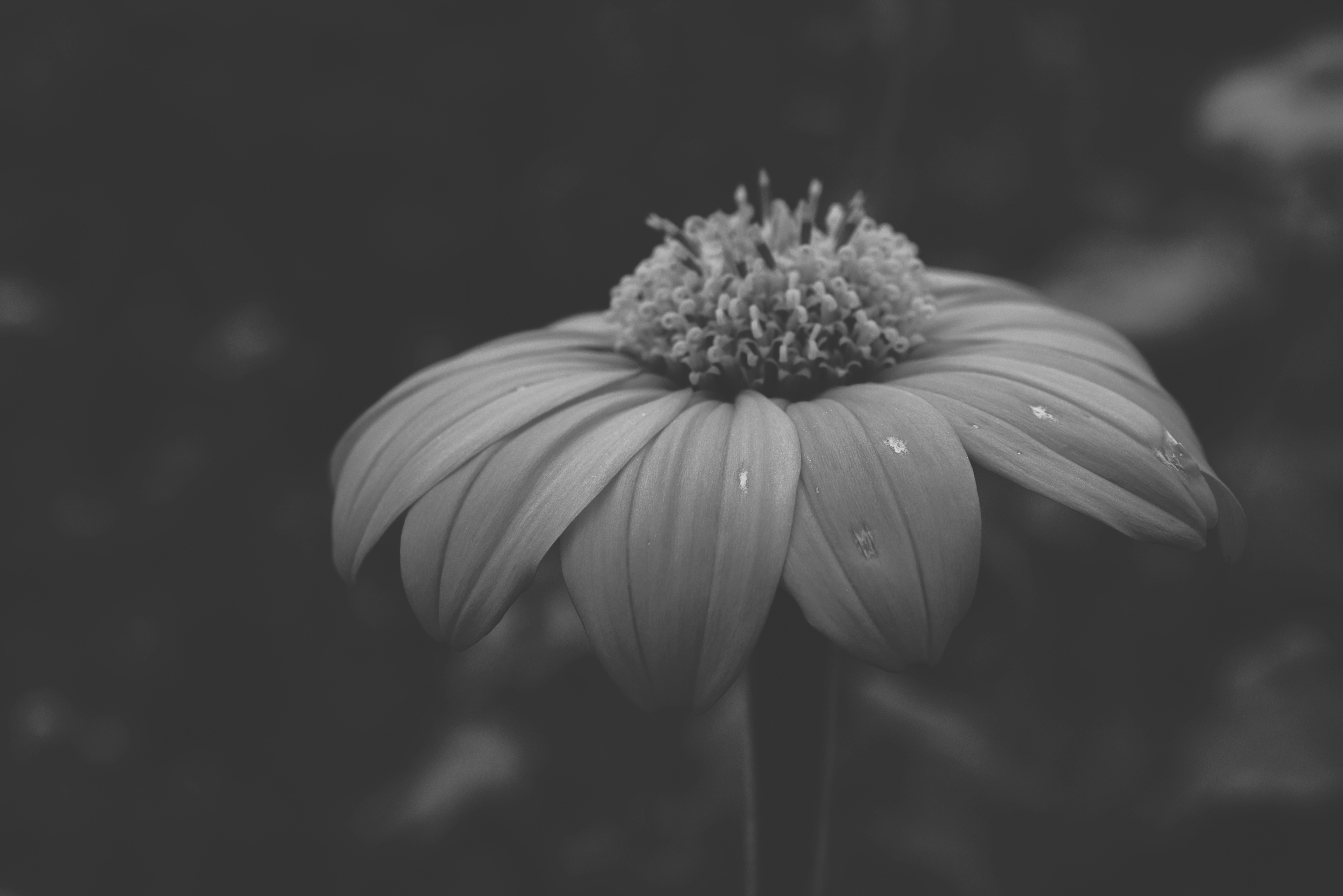 Photo by dermanuskript