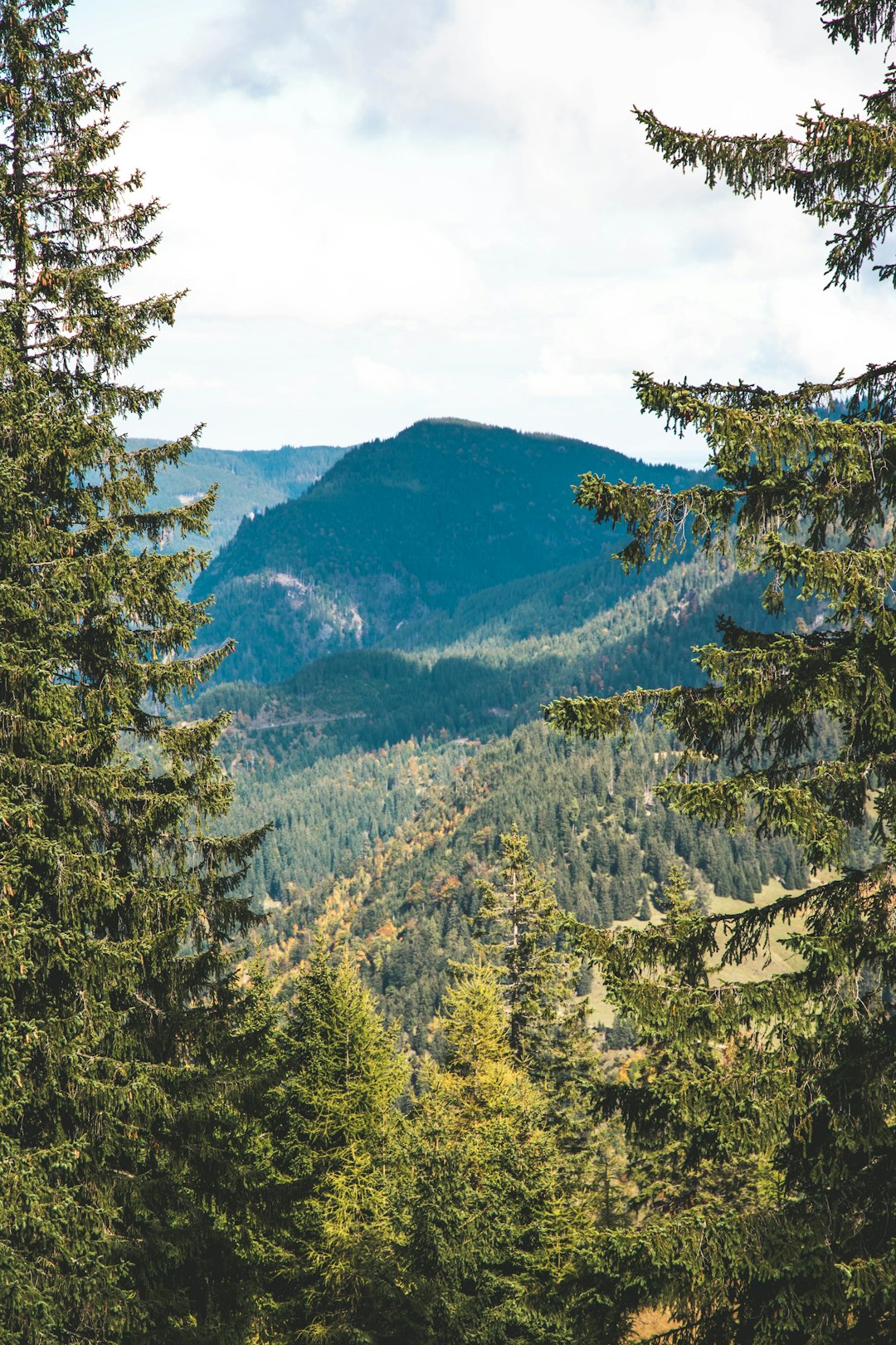 mountain and pine trees scenery